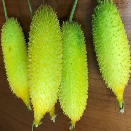 SBJEI-FRESH TEASLE GOURD